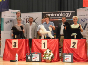 Silbermedaille "Slovakia Grooming Championship" in der Slowakei Offene Klasse- Pudel Margit Schönauer Wien