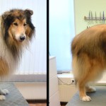 Hundesalon Margit Schönauer Collie vor und nach der Pflege