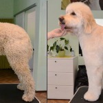 Hundesalon Margit Schönauer Goldendoodle vor und nach der Pflege