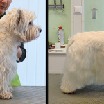Hundesalon Margit Schönauer West Highland White Terrier vor und nach der Pflege