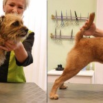 Hundesalon Margit Schönauer Border Terrier vor und nach der Pflege
